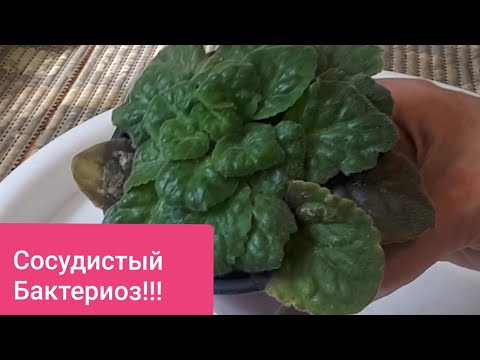 Видео: Фиалки Гибнут за сутки!!! Спасаем Пострадавших от Сосудистого Бактериоза!