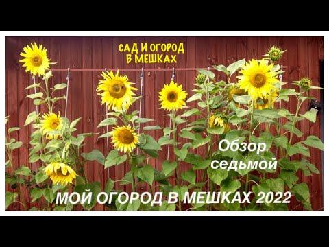 Видео: МОЙ ОГОРОД В МЕШКАХ 2022. Обзор седьмой. Хрен в КАШПО..:)