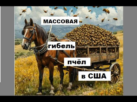 Видео: Массовая гибель пчёл в США