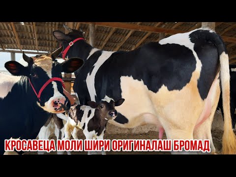 Видео: Гуночини шири якум сорт оча бача ва бугуз фермаи Охунбобо 1 октября 2025 г.