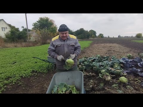 Видео: Зібрали врожай капусти до дощів/Швидка та смачна вечеря в селі
