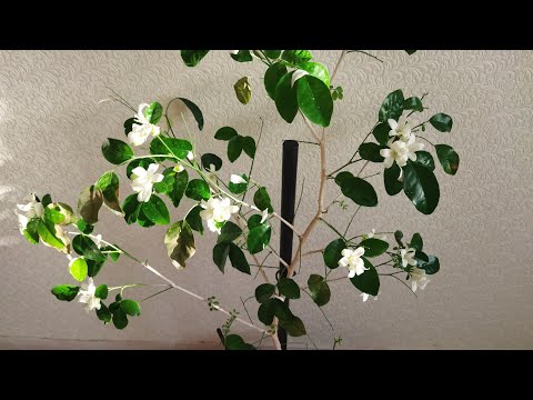 Видео: Мурайя гималайская пересохла и сбросила листья, как спасти? Показываю что у меня получилось