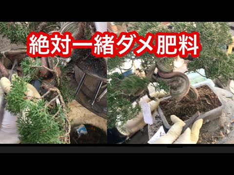 Видео: Абсолютно бесполезное удобрение ・ В бонсай Макаши можно играть ・ Чистка шкурки раз в год ・