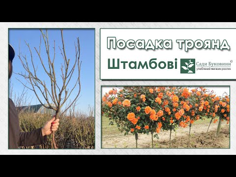 Видео: Посадка штамбовых роз. Как укрывать штамбовые розы на зиму.