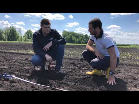 Видео: Сев подсолнечника.