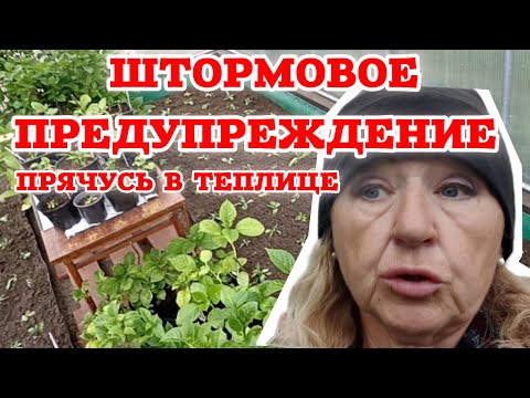 Видео: На даче работа найдётся в любую погоду. Высаживаю хризантемы.