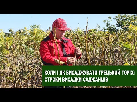 Видео: №105  Горіхові саджанці: Як правильно викопати і коли садити