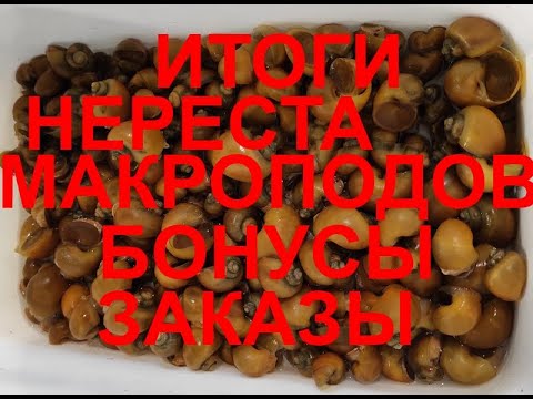 Видео: Итоги нереста макроподов , Бонус, Заказ, и т. д.