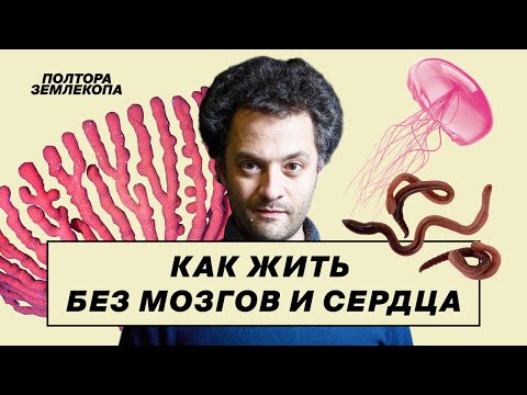 Видео: Удивительная жизнь слизевиков, медуз, кораллов и червей | Илья Колмановский, «Полтора землекопа»