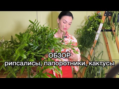 Видео: ОБЗОР растений в магазине🌱Лесные кактусы, эпифиллумы, эуфорбии, папоротники, кактусы , наличие👌