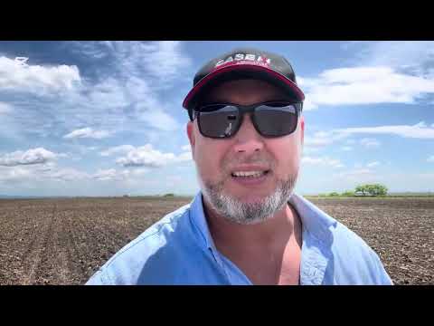 Видео: Посев полных овсяных сидератов | смотрим всходы кукурузы три разных схемы