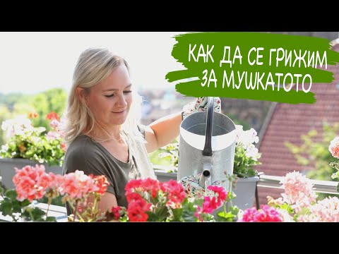 Видео: Как да се грижим за мушкатото | Съветеи за декорация на балкона