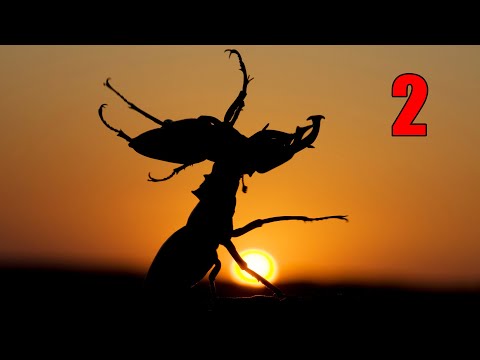 Видео: Жук-олень.ч2 Lucanus cerrvus. Насекомые. Рогачи.