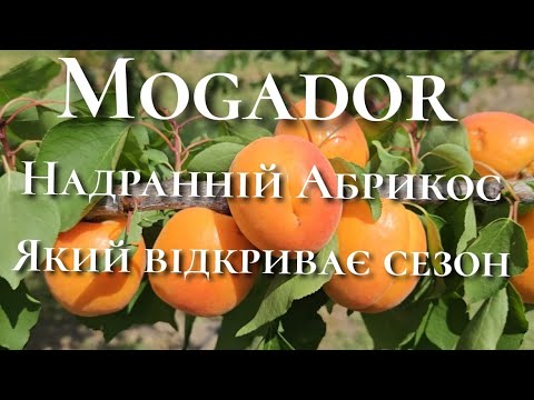 Видео: Надранній абрикос в саду.Абрикос Могадор.