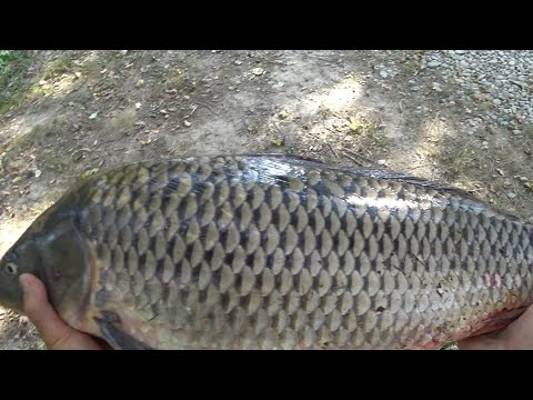 Видео: Великий короп на ставку в с. Одаї