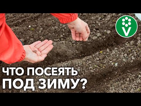 Видео: ПОДЗИМНИЙ ПОСЕВ ОВОЩЕЙ – ЧТО, КОГДА И КАК ПРАВИЛЬНО СЕЯТЬ?