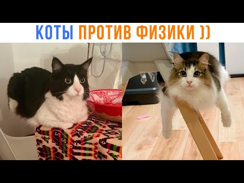 Видео: КОТЫ ПРОТИВ ФИЗИКИ ))) Приколы с котами | Мемозг 1597