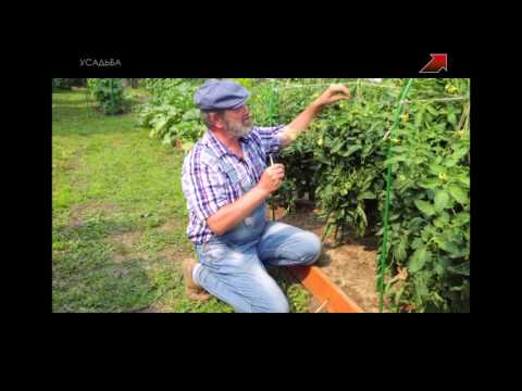 Видео: КАК ПОЛУЧАЮТ ГИБРИДЫ? F1 – ЭТО СТРАШНО?!