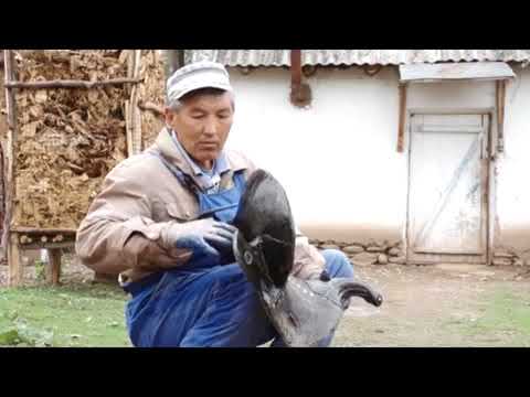 Видео: Ээр чабуу