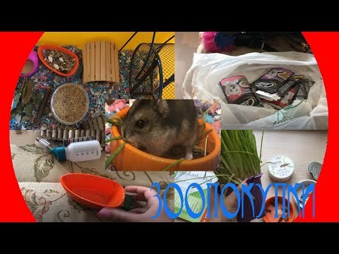 Видео: Покупки из зоомагазина для собак и хомяков / как у кого дела ?