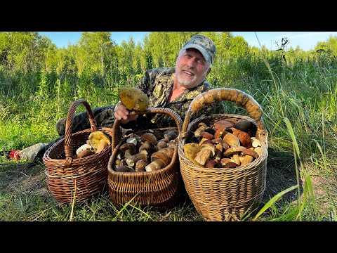 Видео: ГРИБНИКИ НАКОСИЛИ ГРИБОВ ПОЛНЫЕ КОРЗИНЫ ! БЕЛЫЕ ГРИБЫ НА КАЖДОМ ШАГУ ! ПАПАН СЧАСТЛИВ !