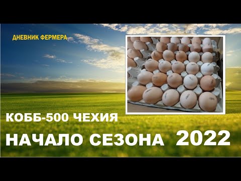 Видео: КОББ-500  начало сезона 2022 #кобб500 #инкубатор #бройлер