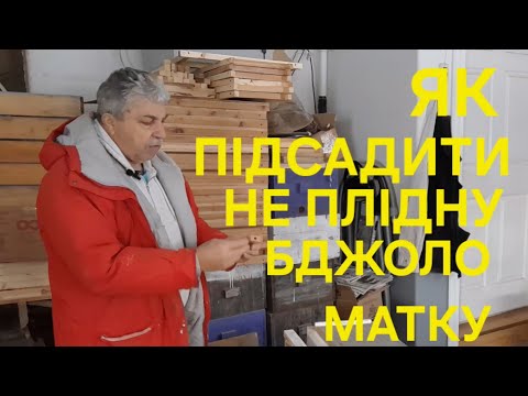 Видео: Як підсадити не плідну бджоло матку в без розплідний відводок! #пчеловодствов6тирамочныхульях