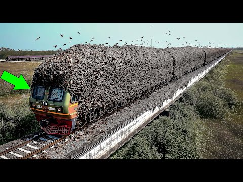Видео: Один из миллиарда моментов природы #6
