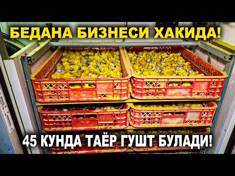 Видео: БЕДАНА БИЗНЕСИ ХАҚҚИДА! 45 КУНДА ТАЙЁР ГУШТ БЎЛАДИ! ДАРОМАТЛИЙ БИЗНЕС | NARX NAVO