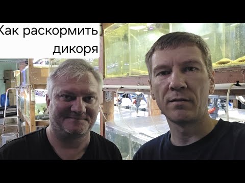 Видео: Как и чем раскармливать рыбу