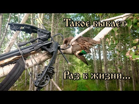 Видео: Охота на уток с арбалетом. Невероятная удача - дух охоты помог мне.
