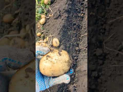 Видео: картофель сорт Прайм (2025)