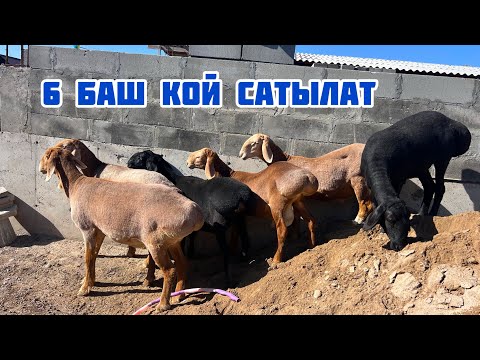 Видео: 6 баш КОЙлор сатылат🤚🏼Бою узун койлор экен