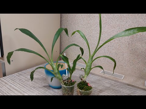 Видео: И еще одна адаптация пройдена! Выросла вторая партия морковок от BBB orchids. Орхидея катасетум.