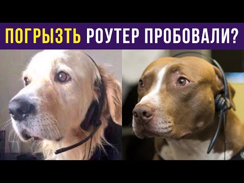 Видео: Приколы с собаками. Пёс в колл-центре | Мемозг #263