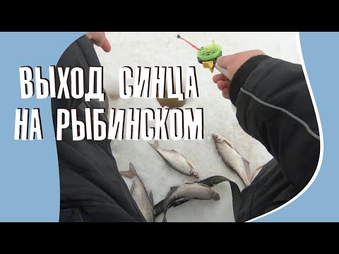 Видео: ВЫХОД СИНЦА НА РЫБИНСКОМ ВОДОХРАНИЛИЩЕ. Наткнулся на стаю синца. Зимняя рыбалка на мормышку.