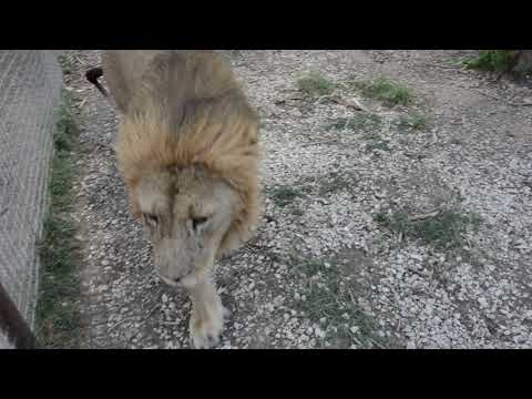 Видео: Как Малыш не захотел покидать вольер Мамы Чоли. The lion refused to go free