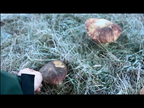 Видео: Caccia ai funghi porcini episodio 6 #porcini  #funghi #белыегрибы #боровики #mushroom #белые грибы