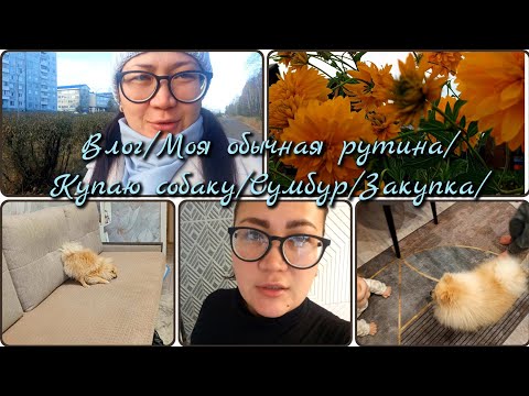 Видео: Влог/ Обычная рутина/ Купаю собаку/Сумбур/ Закупка/