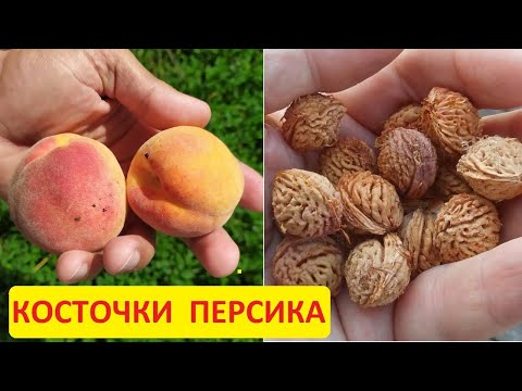 Видео: Как посадить персик из косточки. Заготовка косточек персика