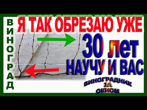 Видео: 🍇 После такой обрезки Вы гарантировано будете с урожаем. Два секрета обрезки для начинающих.