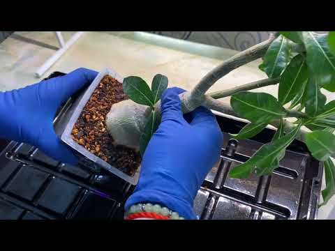 Видео: Пересадка прививки в лейчузу 🤗 #81