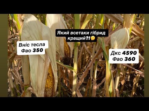 Видео: Жнива кукурудзи 2025 на носі🤯 Який гібрид всетаки буде кращим?! Ранні посіви це дійсно сила💪 