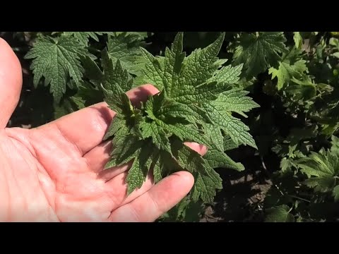 Видео: Как я вырастил пустырник из семян