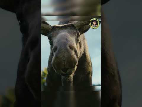 Видео: Ви відпочиваєте - він працює! #youtube #shorts #short #short #shortsvideo #tiktok #shortsyoutube