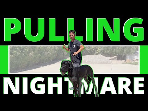 Видео: Если их методы не работают с немецкими догами, они не работают вообще. Как справиться с большими ...