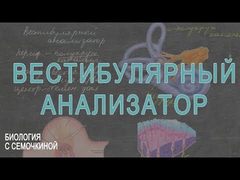 Видео: Вестибулярный анализатор