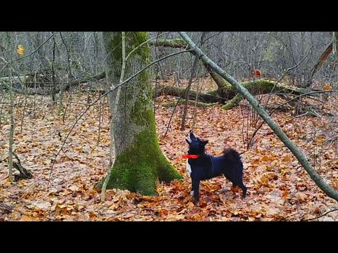 Видео: Бродни охотника с лайкой/ нахаживаю лаек по кунице/