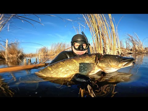 Видео: Подводная охота 2025 " В ЭТОМ МЕСТЕ СОТНИ ЩУК ". Щука, Окунь, Лещ.