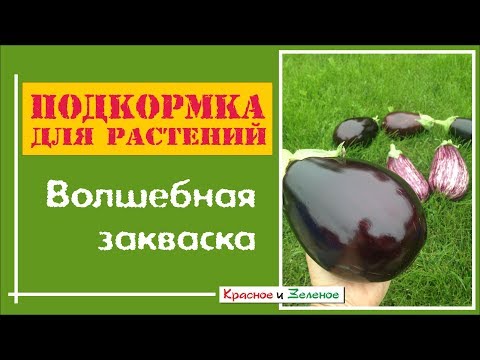 Видео: Подкормка из кухонных отходов для сада и огорода- Волшебная закваска
